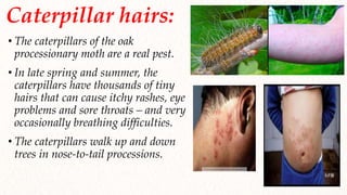 Opm Rash Surgery insects bites | PPTX