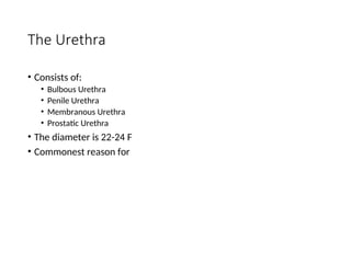 The Urethra
• Consists of:
• Bulbous Urethra
• Penile Urethra
• Membranous Urethra
• Prostatic Urethra
• The diameter is 22-24 F
• Commonest reason for
 