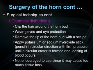 • Surgical techniques cont…
1.Chemical disbudding
• Clip the hair around the horn bud
• Wear gloves and eye protection
• Remove the tip of the horn bud with a scalpel
• Apply potassium or sodium hydroxide stick
(pencil) in circular direction with firm pressure
until a circular crater is formed and oozing of
blood occurs.
• Not encouraged to use since it may cause too
much tissue loss
Surgery of the horn cont …
 