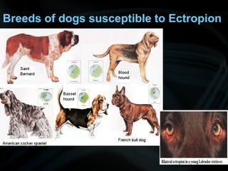 Breeds of dogs susceptible to Ectropion
 