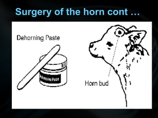 Surgery of the horn cont …
 
