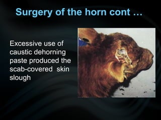 Excessive use of
caustic dehorning
paste produced the
scab-covered skin
slough
Surgery of the horn cont …
 