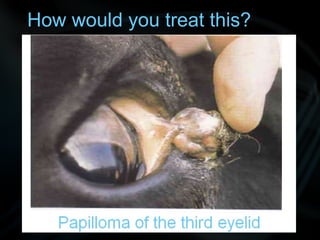 How would you treat this?
 