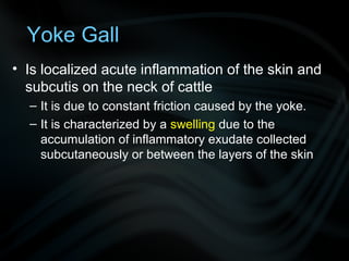Yoke Gall
• Is localized acute inflammation of the skin and
subcutis on the neck of cattle
– It is due to constant friction caused by the yoke.
– It is characterized by a swelling due to the
accumulation of inflammatory exudate collected
subcutaneously or between the layers of the skin
 