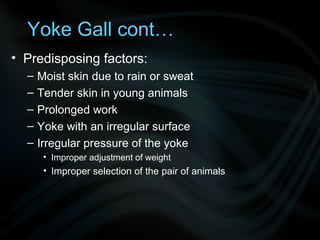 Yoke Gall cont…
• Predisposing factors:
– Moist skin due to rain or sweat
– Tender skin in young animals
– Prolonged work
– Yoke with an irregular surface
– Irregular pressure of the yoke
• Improper adjustment of weight
• Improper selection of the pair of animals
 