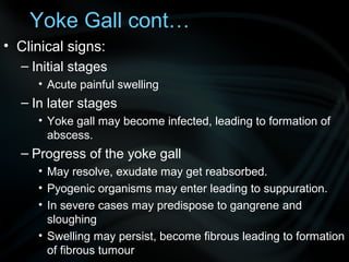 Yoke Gall cont…
• Clinical signs:
– Initial stages
• Acute painful swelling
– In later stages
• Yoke gall may become infected, leading to formation of
abscess.
– Progress of the yoke gall
• May resolve, exudate may get reabsorbed.
• Pyogenic organisms may enter leading to suppuration.
• In severe cases may predispose to gangrene and
sloughing
• Swelling may persist, become fibrous leading to formation
of fibrous tumour
 