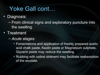 Yoke Gall cont…
• Diagnosis:
– From clinical signs and exploratory puncture into
the swelling.
• Treatment
– Acute stages:
• Fomentations and application of freshly prepared acetic
acid chalk paste, Kaolin paste or Magnesium sulphate,
Glycerin paste may reduce the swelling.
• Rubbing with iodine ointment may facilitate reabsorption
of the exudate.
 