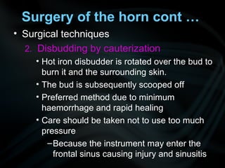• Surgical techniques
2. Disbudding by cauterization
• Hot iron disbudder is rotated over the bud to
burn it and the surrounding skin.
• The bud is subsequently scooped off
• Preferred method due to minimum
haemorrhage and rapid healing
• Care should be taken not to use too much
pressure
–Because the instrument may enter the
frontal sinus causing injury and sinusitis
Surgery of the horn cont …
 
