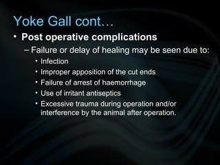 • Post operative complications
– Failure or delay of healing may be seen due to:
• Infection
• Improper apposition of the cut ends
• Failure of arrest of haemorrhage
• Use of irritant antiseptics
• Excessive trauma during operation and/or
interference by the animal after operation.
Yoke Gall cont…
 