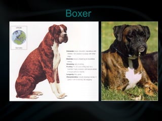 Boxer
 