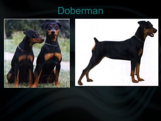 Doberman
 