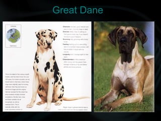 Great Dane
 