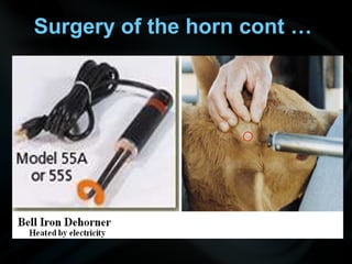 Surgery of the horn cont …
 