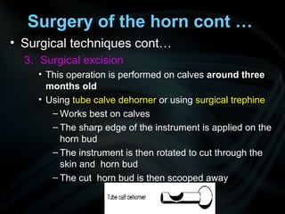 • Surgical techniques cont…
3. Surgical excision
• This operation is performed on calves around three
months old
• Using tube calve dehorner or using surgical trephine
– Works best on calves
– The sharp edge of the instrument is applied on the
horn bud
– The instrument is then rotated to cut through the
skin and horn bud
– The cut horn bud is then scooped away
Surgery of the horn cont …
 
