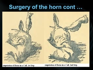 Surgery of the horn cont …
 