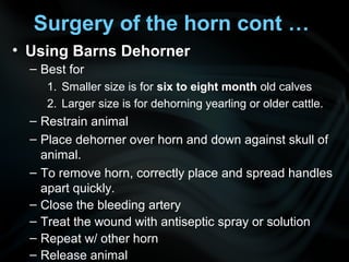 • Using Barns Dehorner
– Best for
1. Smaller size is for six to eight month old calves
2. Larger size is for dehorning yearling or older cattle.
– Restrain animal
– Place dehorner over horn and down against skull of
animal.
– To remove horn, correctly place and spread handles
apart quickly.
– Close the bleeding artery
– Treat the wound with antiseptic spray or solution
– Repeat w/ other horn
– Release animal
Surgery of the horn cont …
 