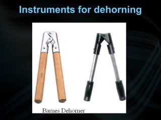 Instruments for dehorning
 