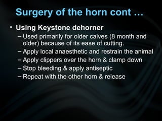 • Using Keystone dehorner
– Used primarily for older calves (8 month and
older) because of its ease of cutting.
– Apply local anaesthetic and restrain the animal
– Apply clippers over the horn & clamp down
– Stop bleeding & apply antiseptic
– Repeat with the other horn & release
Surgery of the horn cont …
 