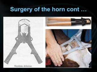 Surgery of the horn cont …
 