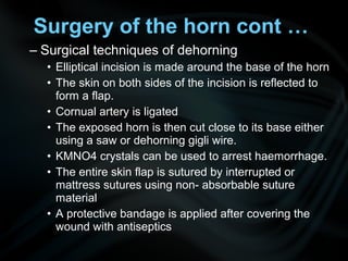 – Surgical techniques of dehorning
• Elliptical incision is made around the base of the horn
• The skin on both sides of the incision is reflected to
form a flap.
• Cornual artery is ligated
• The exposed horn is then cut close to its base either
using a saw or dehorning gigli wire.
• KMNO4 crystals can be used to arrest haemorrhage.
• The entire skin flap is sutured by interrupted or
mattress sutures using non- absorbable suture
material
• A protective bandage is applied after covering the
wound with antiseptics
Surgery of the horn cont …
 