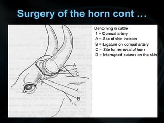 Surgery of the horn cont …
 