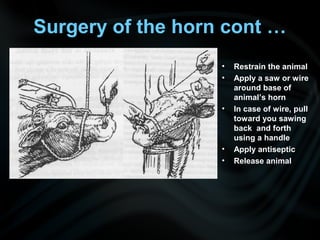 Surgery of the horn cont …
• Restrain the animal
• Apply a saw or wire
around base of
animal’s horn
• In case of wire, pull
toward you sawing
back and forth
using a handle
• Apply antiseptic
• Release animal
 