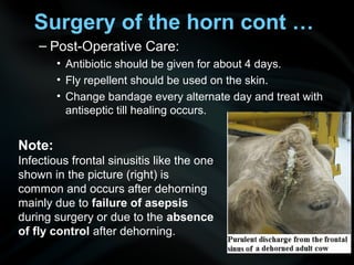 – Post-Operative Care:
• Antibiotic should be given for about 4 days.
• Fly repellent should be used on the skin.
• Change bandage every alternate day and treat with
antiseptic till healing occurs.
Surgery of the horn cont …
Note:
Infectious frontal sinusitis like the one
shown in the picture (right) is
common and occurs after dehorning
mainly due to failure of asepsis
during surgery or due to the absence
of fly control after dehorning.
 