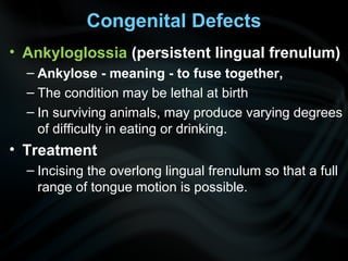 Congenital Defects
• Ankyloglossia (persistent lingual frenulum)
– Ankylose - meaning - to fuse together,
– The condition may be lethal at birth
– In surviving animals, may produce varying degrees
of difficulty in eating or drinking.
• Treatment
– Incising the overlong lingual frenulum so that a full
range of tongue motion is possible.
 
