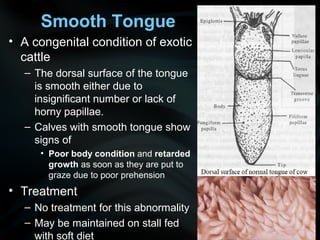 • A congenital condition of exotic
cattle
– The dorsal surface of the tongue
is smooth either due to
insignificant number or lack of
horny papillae.
– Calves with smooth tongue show
signs of
• Poor body condition and retarded
growth as soon as they are put to
graze due to poor prehension
• Treatment
– No treatment for this abnormality
– May be maintained on stall fed
with soft diet
Smooth Tongue
 