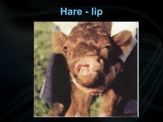 Hare - lip
 