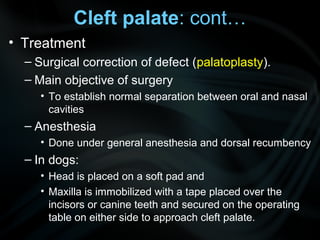 Cleft palate: cont…
• Treatment
– Surgical correction of defect (palatoplasty).
– Main objective of surgery
• To establish normal separation between oral and nasal
cavities
– Anesthesia
• Done under general anesthesia and dorsal recumbency
– In dogs:
• Head is placed on a soft pad and
• Maxilla is immobilized with a tape placed over the
incisors or canine teeth and secured on the operating
table on either side to approach cleft palate.
 