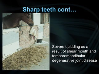 Sharp teeth cont…
Severe quidding as a
result of shear mouth and
temporomandibular
degenerative joint disease
 