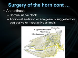 • Anaesthesia:
– Cornual nerve block
– Additional sedation or analgesia is suggested for
aggressive or hyperactive animals
Surgery of the horn cont …
 