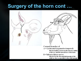 Surgery of the horn cont …
 