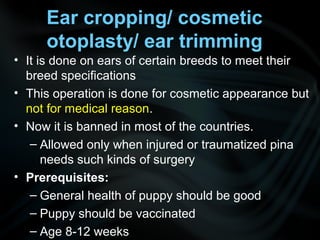 Ear cropping/ cosmetic
otoplasty/ ear trimming
• It is done on ears of certain breeds to meet their
breed specifications
• This operation is done for cosmetic appearance but
not for medical reason.
• Now it is banned in most of the countries.
– Allowed only when injured or traumatized pina
needs such kinds of surgery
• Prerequisites:
– General health of puppy should be good
– Puppy should be vaccinated
– Age 8-12 weeks
 