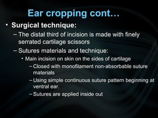 Ear cropping cont…
• Surgical technique:
– The distal third of incision is made with finely
serrated cartilage scissors
– Sutures materials and technique:
• Main incision on skin on the sides of cartilage
– Closed with monofilament non-absorbable suture
materials
– Using simple continuous suture pattern beginning at
ventral ear.
– Sutures are applied inside out
 