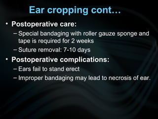 Ear cropping cont…
• Postoperative care:
– Special bandaging with roller gauze sponge and
tape is required for 2 weeks
– Suture removal: 7-10 days
• Postoperative complications:
– Ears fail to stand erect
– Improper bandaging may lead to necrosis of ear.
 