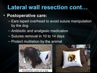 Lateral wall resection cont…
• Postoperative care:
– Ears taped overhead to avoid suture manipulation
by the dog
– Antibiotic and analgesic medication
– Sutures removal in 10 to 14 days
– Protect mutilation by the animal
 
