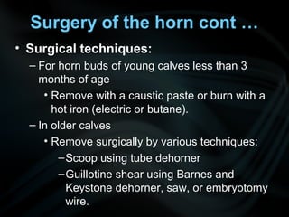 • Surgical techniques:
– For horn buds of young calves less than 3
months of age
• Remove with a caustic paste or burn with a
hot iron (electric or butane).
– In older calves
• Remove surgically by various techniques:
–Scoop using tube dehorner
–Guillotine shear using Barnes and
Keystone dehorner, saw, or embryotomy
wire.
Surgery of the horn cont …
 