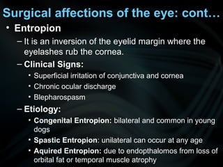 Surgical affections of the eye: cont…
• Entropion
– It is an inversion of the eyelid margin where the
eyelashes rub the cornea.
– Clinical Signs:
• Superficial irritation of conjunctiva and cornea
• Chronic ocular discharge
• Blepharospasm
– Etiology:
• Congenital Entropion: bilateral and common in young
dogs
• Spastic Entropion: unilateral can occur at any age
• Aquired Entropion: due to endopthalomos from loss of
orbital fat or temporal muscle atrophy
 