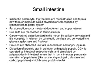 Small intestine Inside the enterocyte, triglycerides are reconstructed and form a new form or molecule called chylomicrons transported by lymphocytes to portal system Fat absorption occur mostly at duodenum and upper jejunum Bile salts are reabsorbed in terminal ileum Carbohydrates digestion start in the mouth by salivary amylasa and it is complete in jejunum by pancreatic amylasa and converted into glucosa, galactose and fructose Proteins are absorbed like fats in duodenum and upper jejunum Digestion of proteins star in stomach with gastric pepsin. CCK is secreted by intestinal endocrine cells and stimulated by polypeptides in intestinal lumen that in turn stimulates pancreatic secretion of peptidases (like trypsin, chymotripsin, elastase and carboxipeptidase) which breaks proteins to AA 