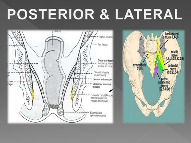 Anatomy&Physiology of Rectum | PPT