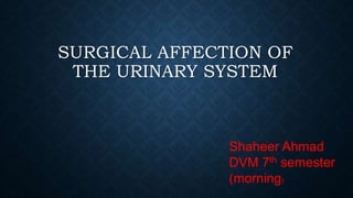 SURGICAL AFFECTION OF
THE URINARY SYSTEM
Shaheer Ahmad
DVM 7th semester
(morning)
 