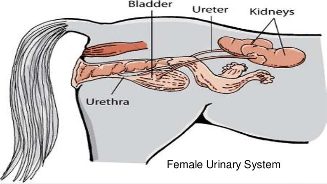 Surgeical interventions on urinary system in horses