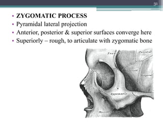 Surgical anatomy of periodontal structures, | PPTX