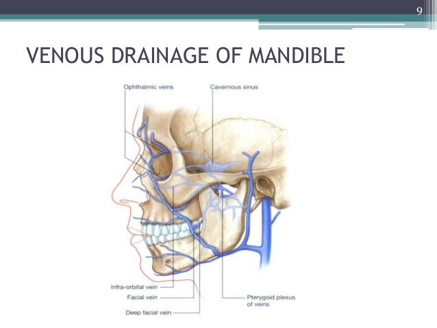 Surgical anatomy of periodontal structures,