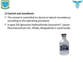  Control and anesthesia
 The animal is controlled on dorsal or lateral recumbency
according to the operating procedure
 In goat 2% lignocaine hydrochloride (Jasocaine®, Jayson
Pharmaceuticals Ltd., Dhaka, Bangladesh) is used locally
 