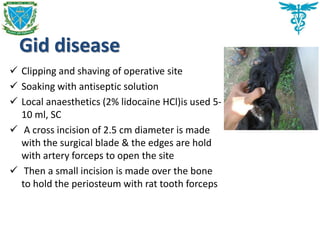 Gid disease
 Clipping and shaving of operative site
 Soaking with antiseptic solution
 Local anaesthetics (2% lidocaine HCl)is used 5-
10 ml, SC
 A cross incision of 2.5 cm diameter is made
with the surgical blade & the edges are hold
with artery forceps to open the site
 Then a small incision is made over the bone
to hold the periosteum with rat tooth forceps
 