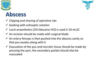 Abscess
 Clipping and shaving of operative site
 Soaking with antiseptic solution
 Local anaesthetics (2% lidocaine HCl) is used 5-10 ml,SC
 An incision should be made with surgical blade
 An artery forceps is then pushed into the abscess cavity so
that pus exudes along with it
 Evacuation of the pus and necrotic tissue should be made by
pressing the part, the secondary pocket should also be
evacuated
 
