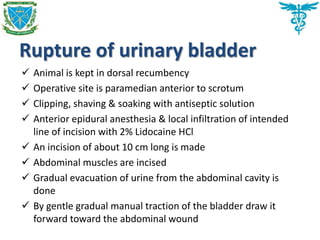 Rupture of urinary bladder
 Animal is kept in dorsal recumbency
 Operative site is paramedian anterior to scrotum
 Clipping, shaving & soaking with antiseptic solution
 Anterior epidural anesthesia & local infiltration of intended
line of incision with 2% Lidocaine HCl
 An incision of about 10 cm long is made
 Abdominal muscles are incised
 Gradual evacuation of urine from the abdominal cavity is
done
 By gentle gradual manual traction of the bladder draw it
forward toward the abdominal wound
 